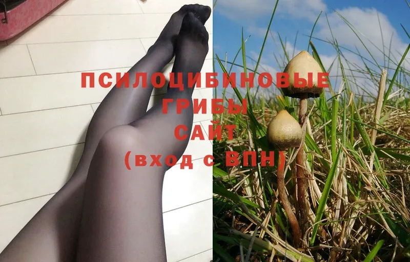 Псилоцибиновые грибы Cubensis  Тетюши 